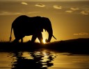 Lone Elephant at sunrise