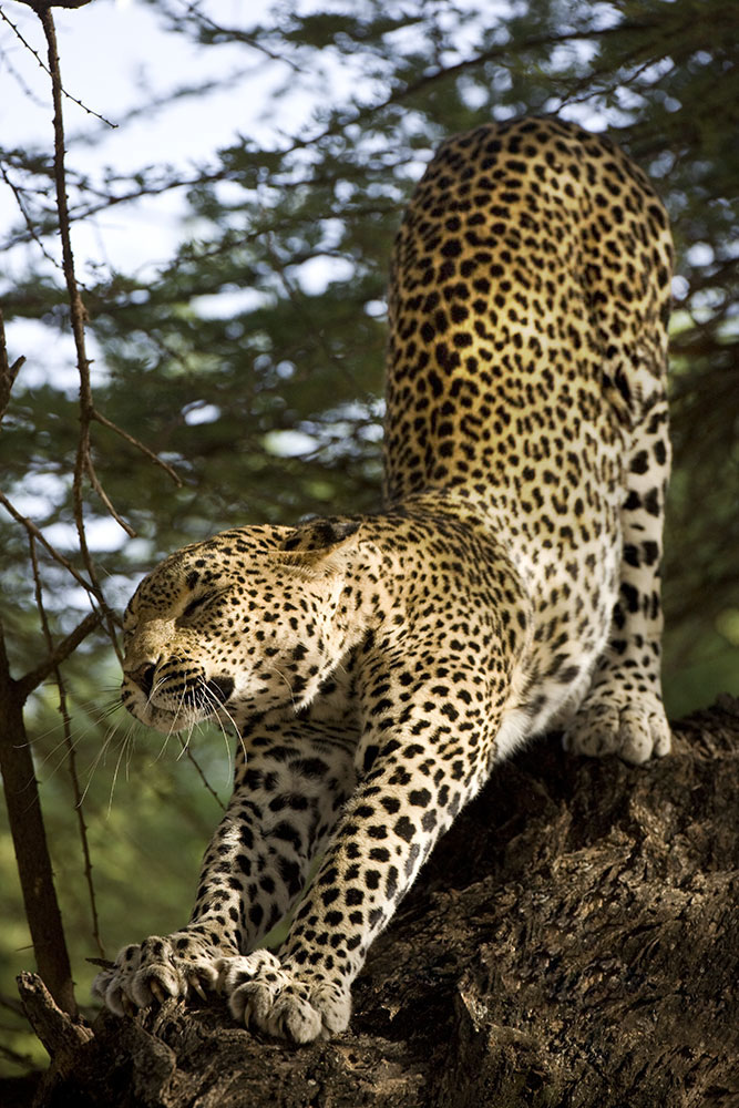 Leopard naptime is over in Kenya