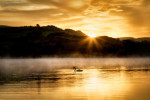 Swan at sunrise at Gougane Barra Lake, Ireland