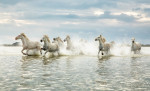 The white Camargue horses in France