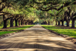 The driveway to Boone Plantation, SC. 