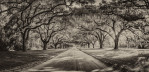 The driveway to Boone Plantation, SC. 