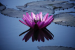 Water lillies in Burma