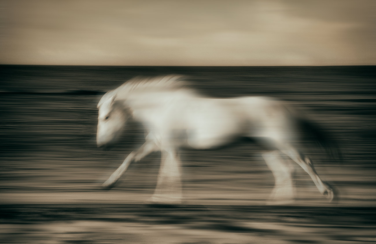 camargue_horse_running_in_motion_motion_blur_france