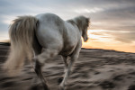 camargue_horse_workshop_2014_020