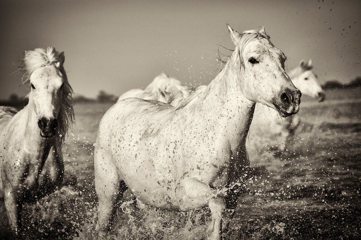 camargue_horse_workshop_2014_107
