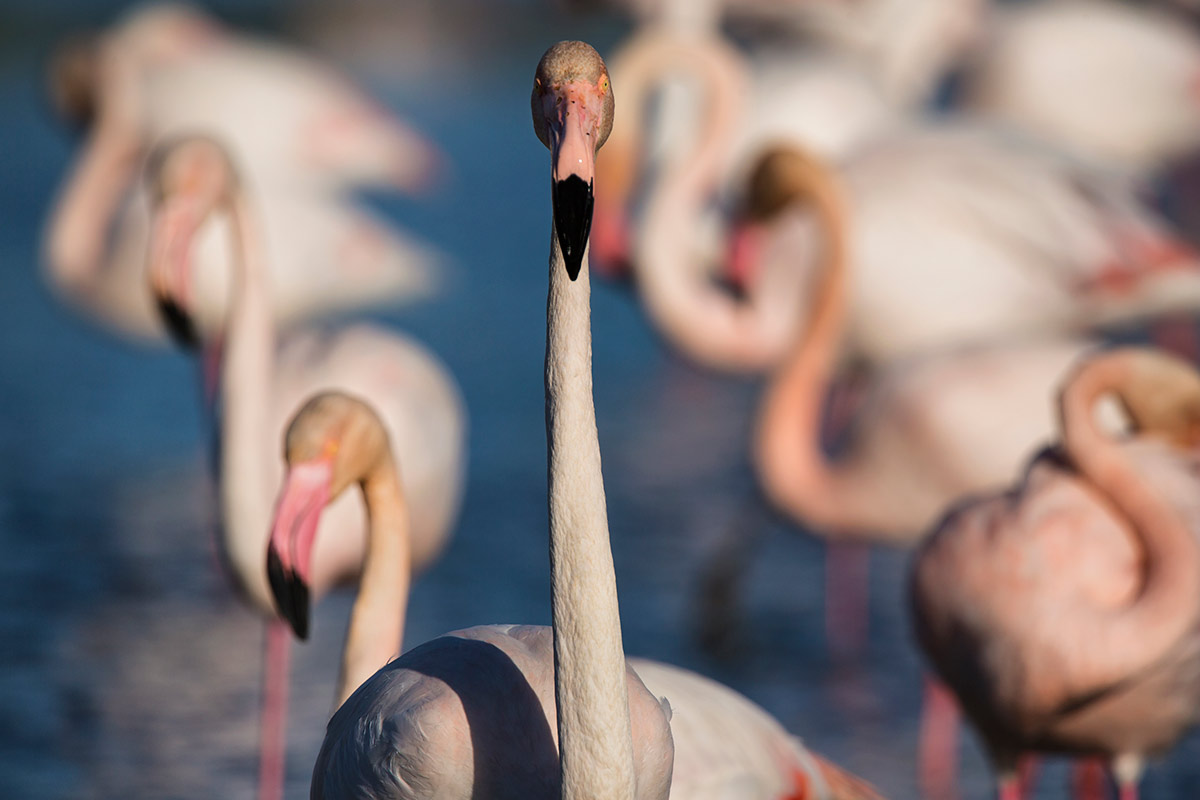 Flamingos in the south of France