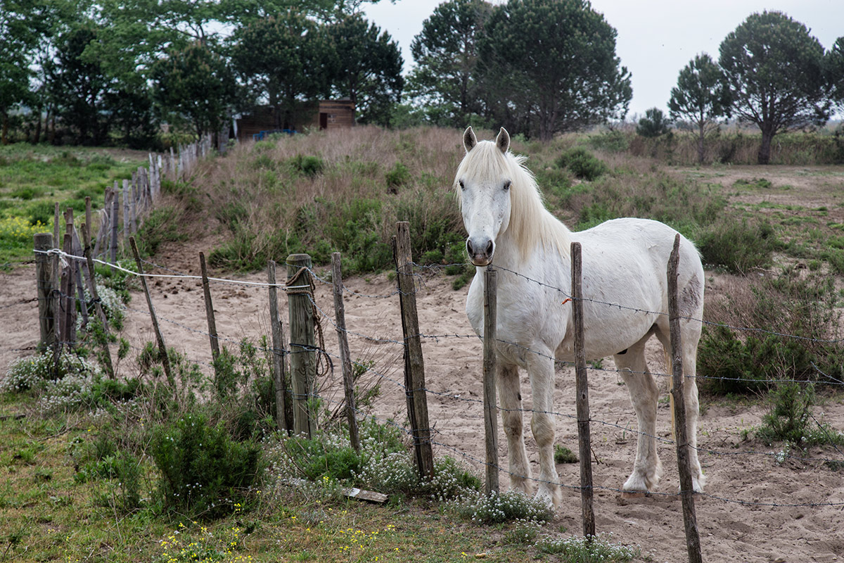 camargue_horse_workshop_2014_203