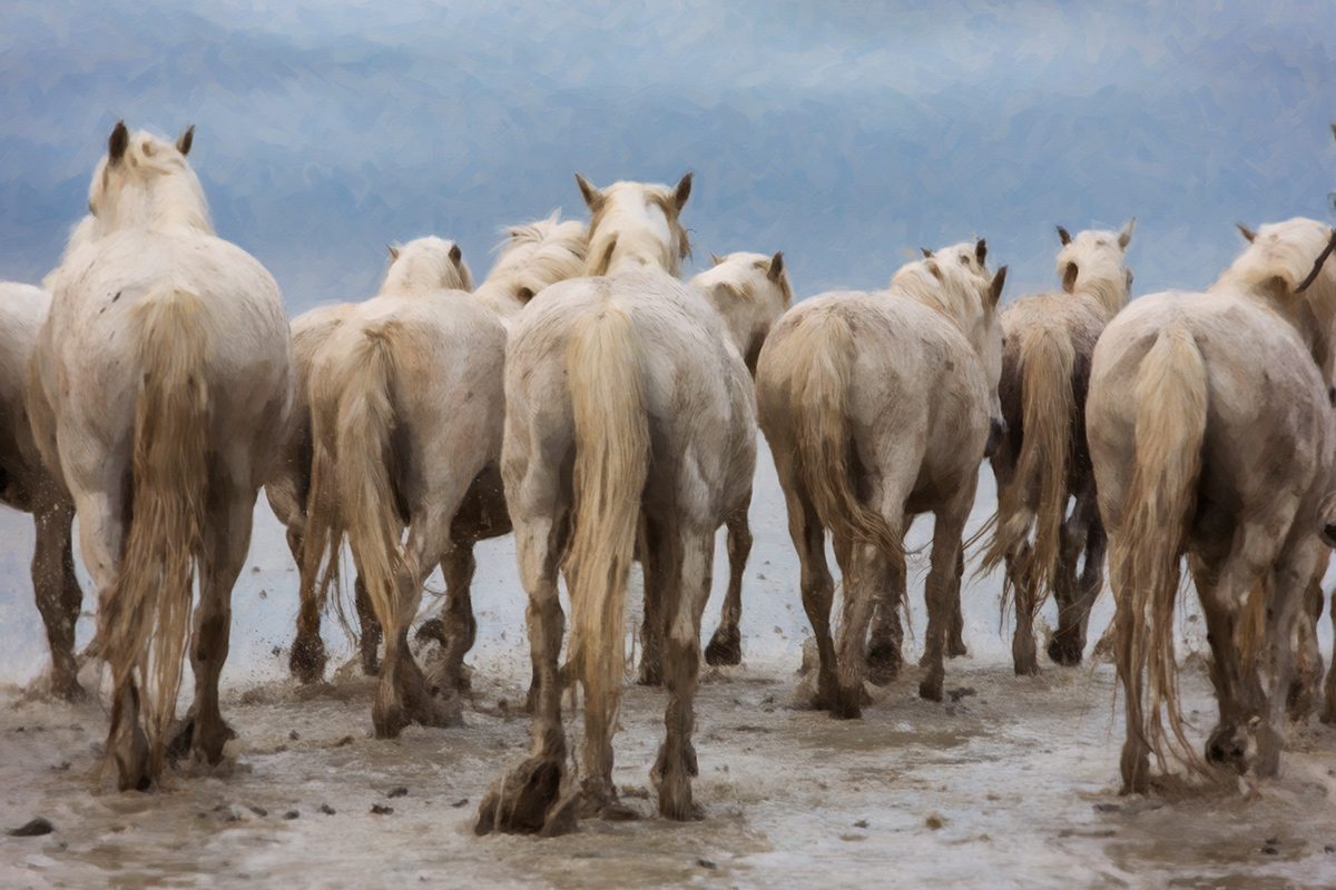 The white Camargue horses of France