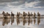 The White horses of the Camargue Workshop for 2016