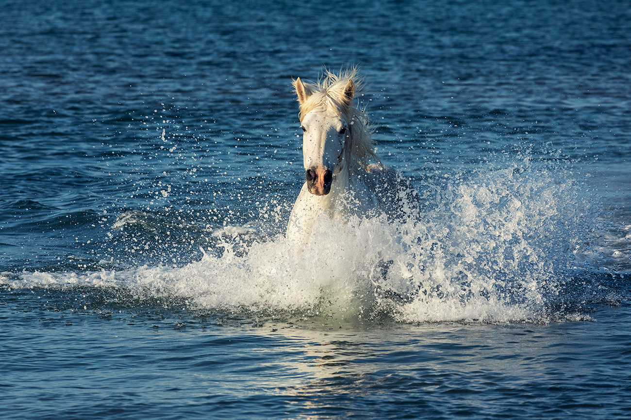 The White horses of the Camargue