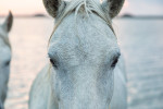 The white Camargue horses in the south of France