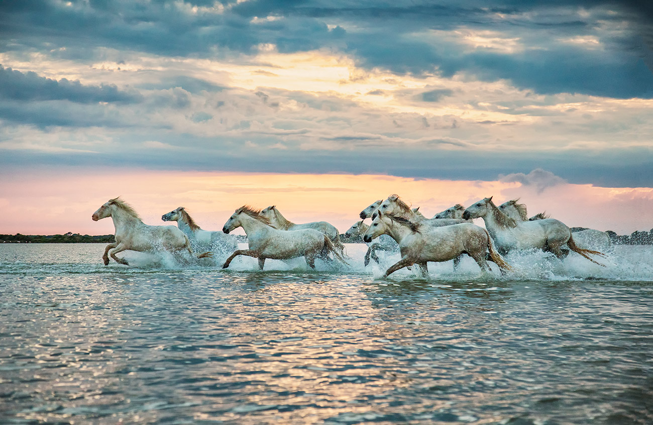 The white Camargue horses in the south of France