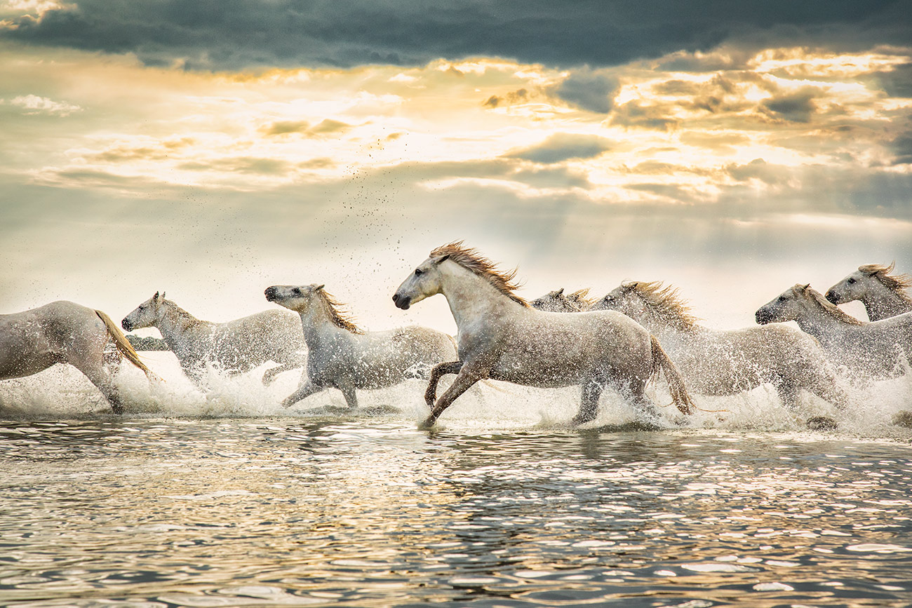 The Camargue Horses of France running at sunset
