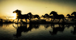 camargue_horses_silhouette_intro