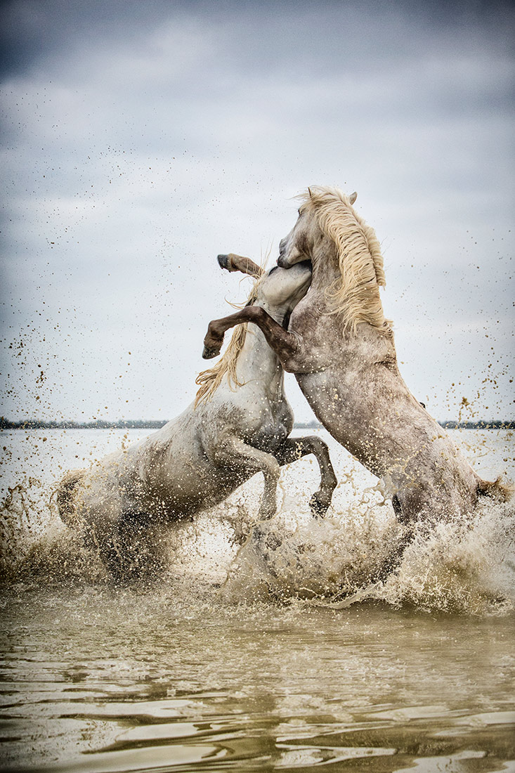 Camargue stallions fighting in the south of France