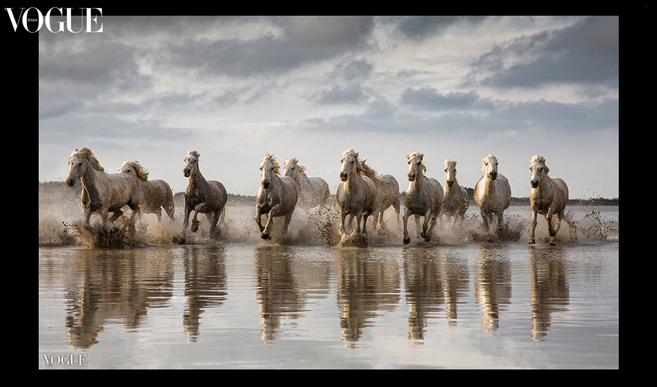 The beautiful horses of the Camargue  