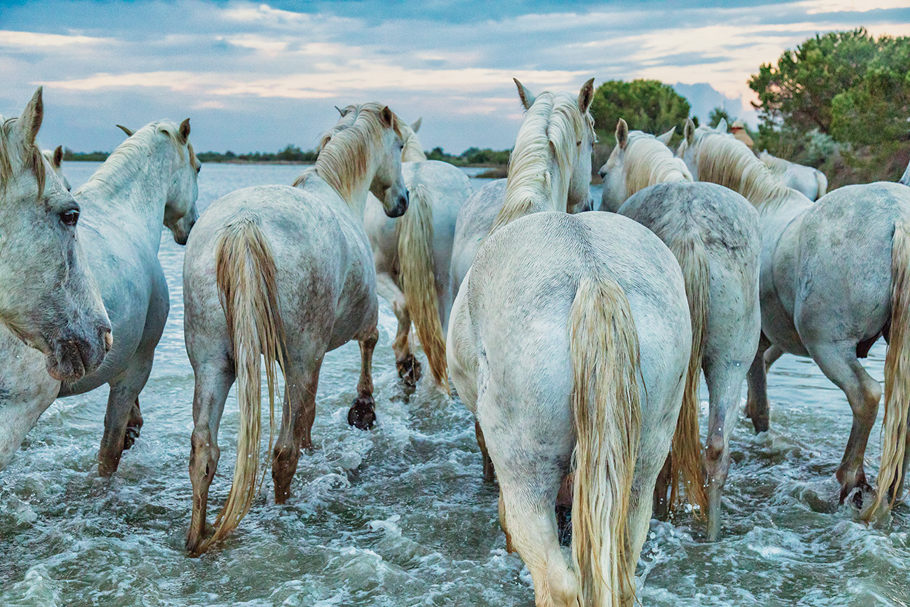 camargue_horses_walking_away_in_water_france
