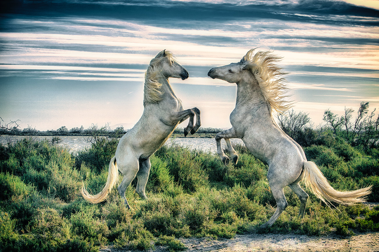 Fighting Camargue Stallions by the water in France