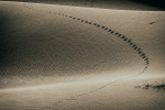 One legged animal tracks on the sand dunes