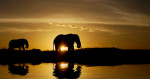 elephants_kenya_water_intro