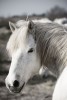 The White Camargue Horses of southern France