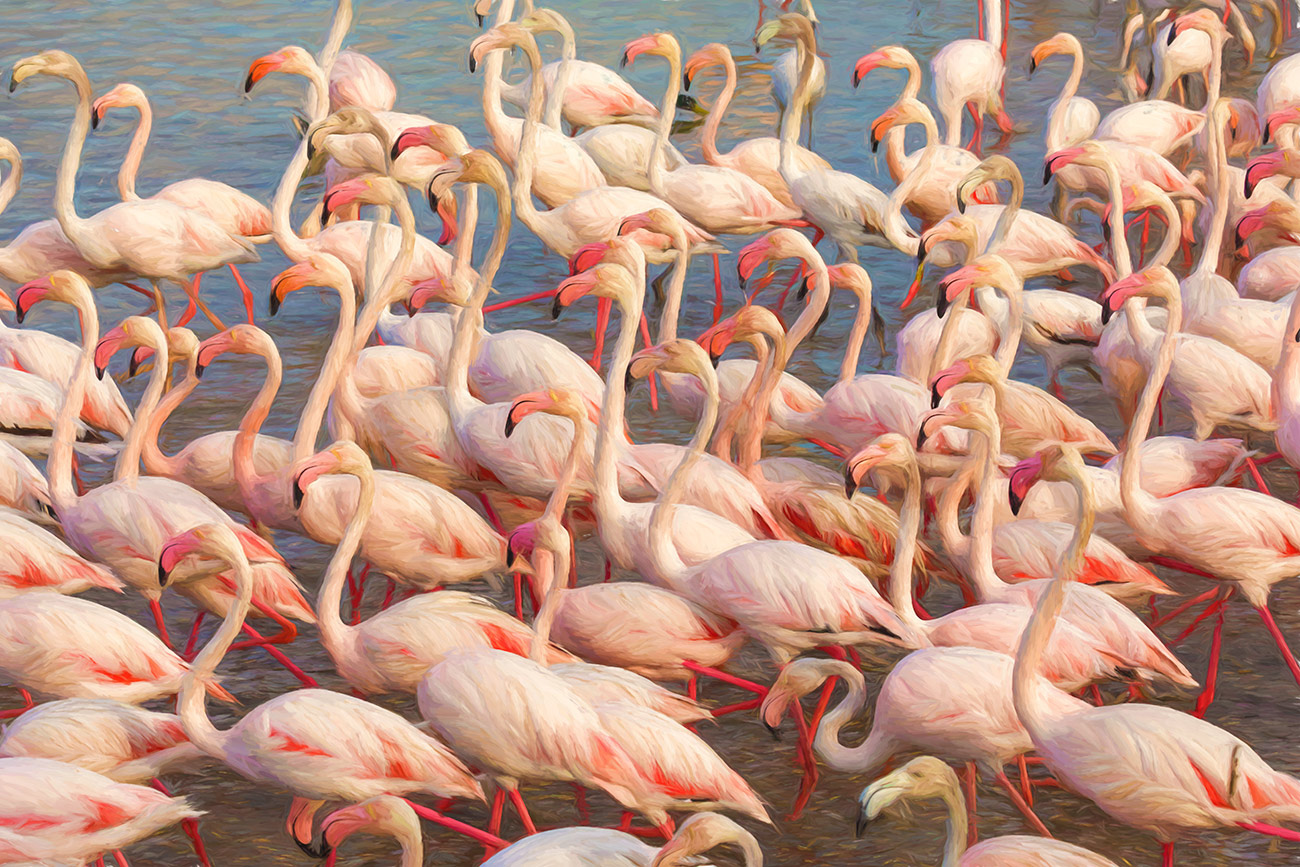 The pink flamingos of Saint Marie de la Mer