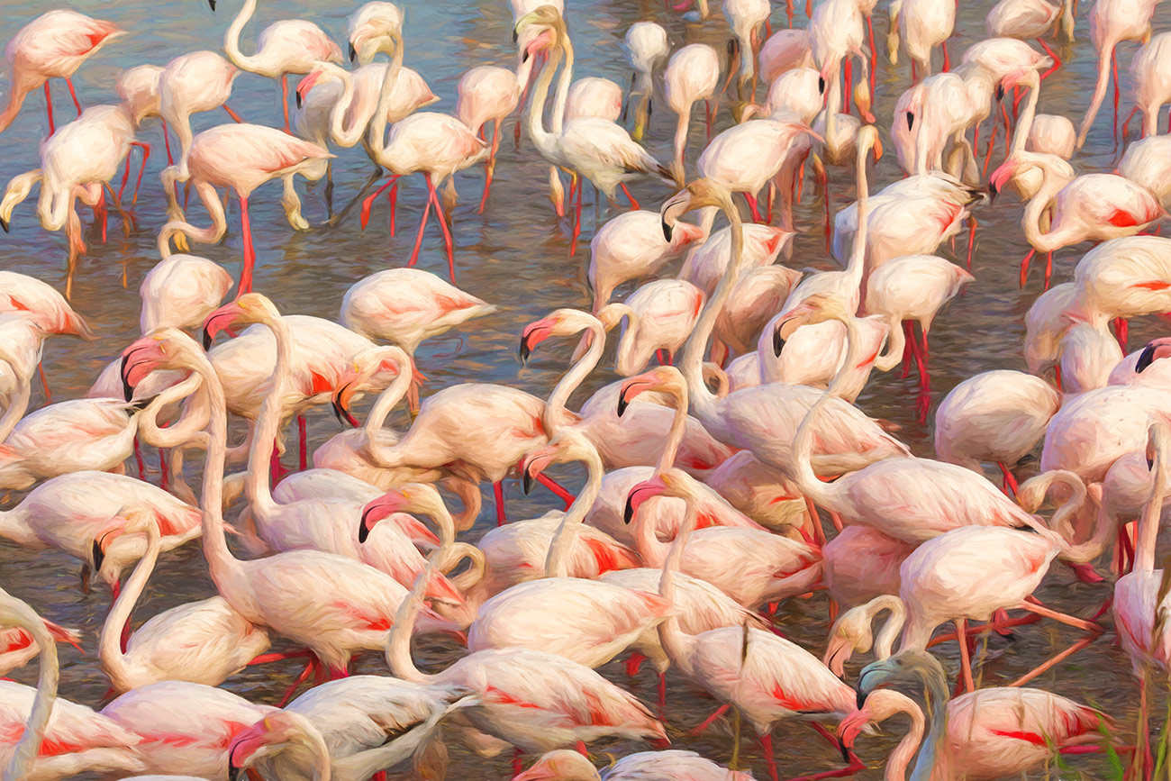 The pink flamingos of Saint Marie de la Mer