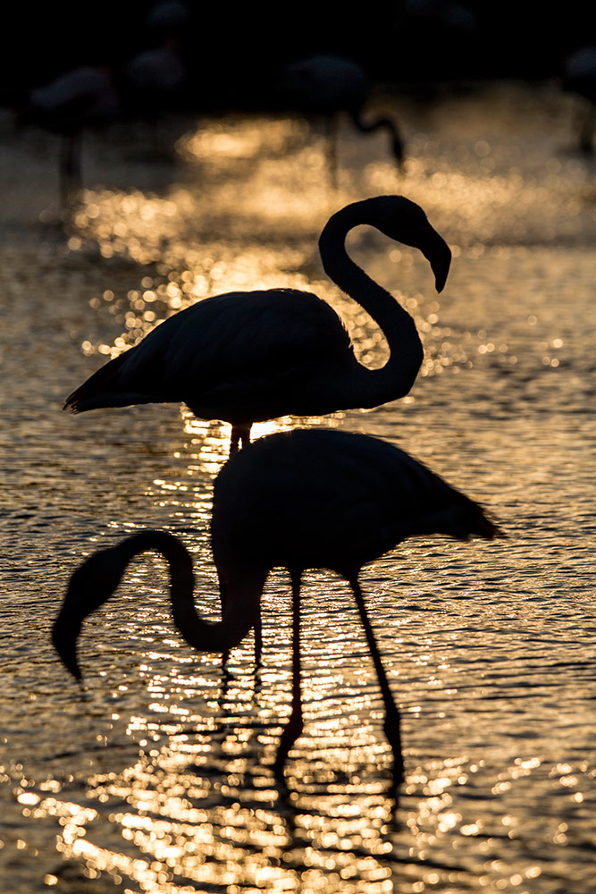 Flamingos in silhouette on the water at sunset