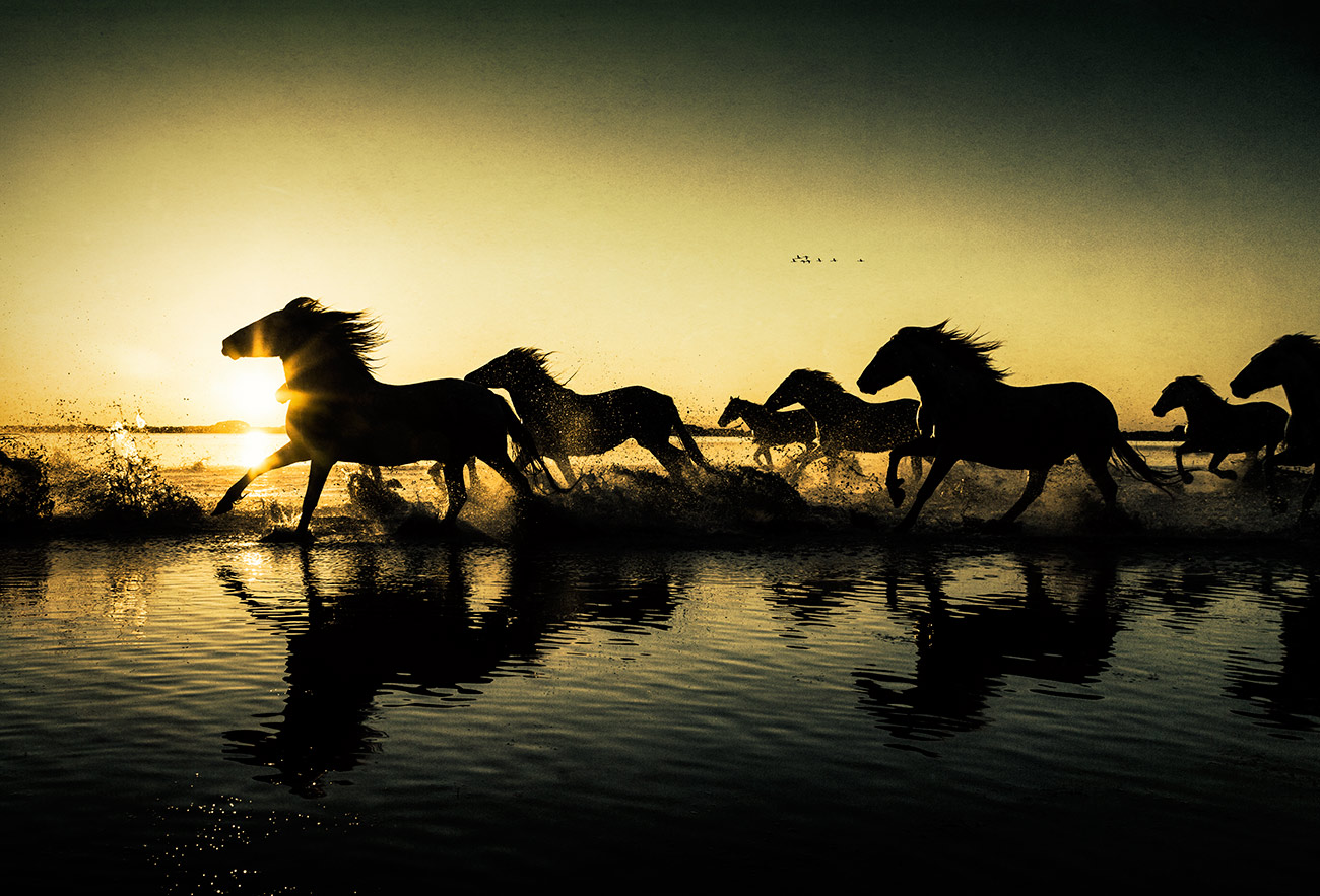 france_camargue_horses02