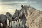 france_camargue_horses13