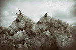 france_camargue_horses34