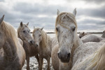 france_camargue_horses35