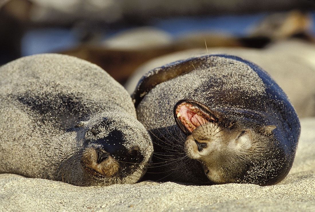 Sea lions having fun in the Galapagos Islands
