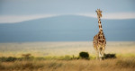 giraffe_kenya_intro