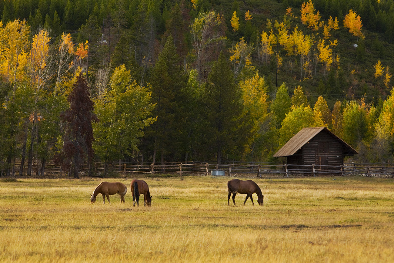 Horses in Jaackson Hole, Wyoming
