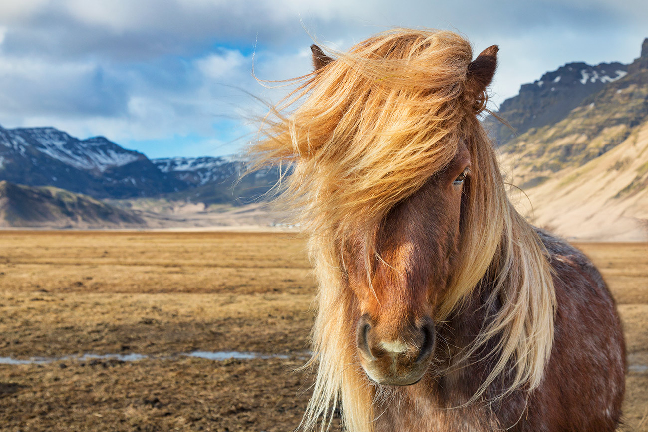 The stunning horses of Iceland