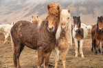 The magical Icelandic horss