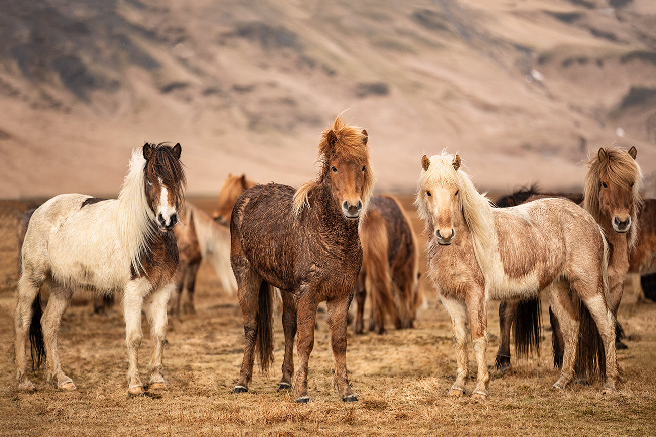 The amazing Icelandic horses