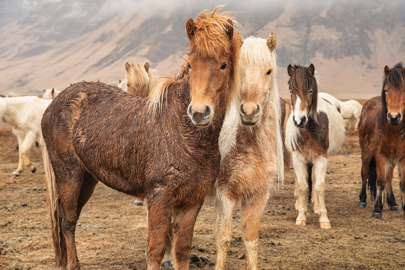 The stunning horses of Iceland