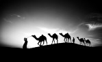 Camels and their owners at in Rajistan, India