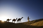 Camels and their owners at in Rajistan, India