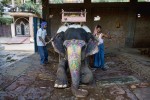 The painted elephants of Jaipur