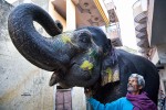 The painted elephants of Jaipur