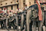 The elephants and trainers by Amber Fort, Jaipur
