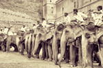 The elephants and trainers by Amber Fort, Jaipur