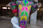 india_elephants_andrew2_14