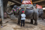 The painted elephants of Amber Fort, Jaipur