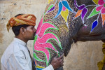 india_elephants_andrew2_24