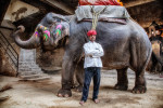 india_elephants_andrew2_29